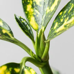 Aucuba japonica 'Crotonifolia'