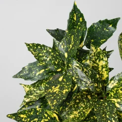 Aucuba japonica 'Crotonifolia'