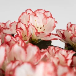 Azalea copa