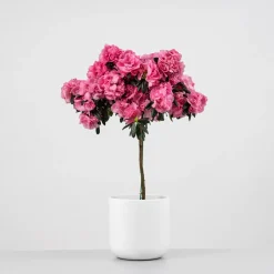 Azalea copa