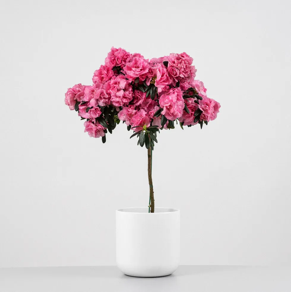 Azalea copa