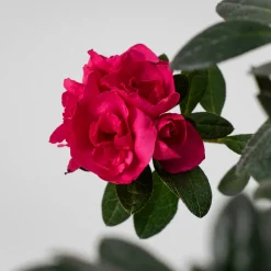 Azalea copa