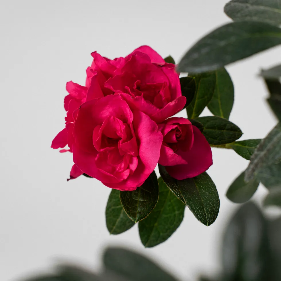 Azalea copa