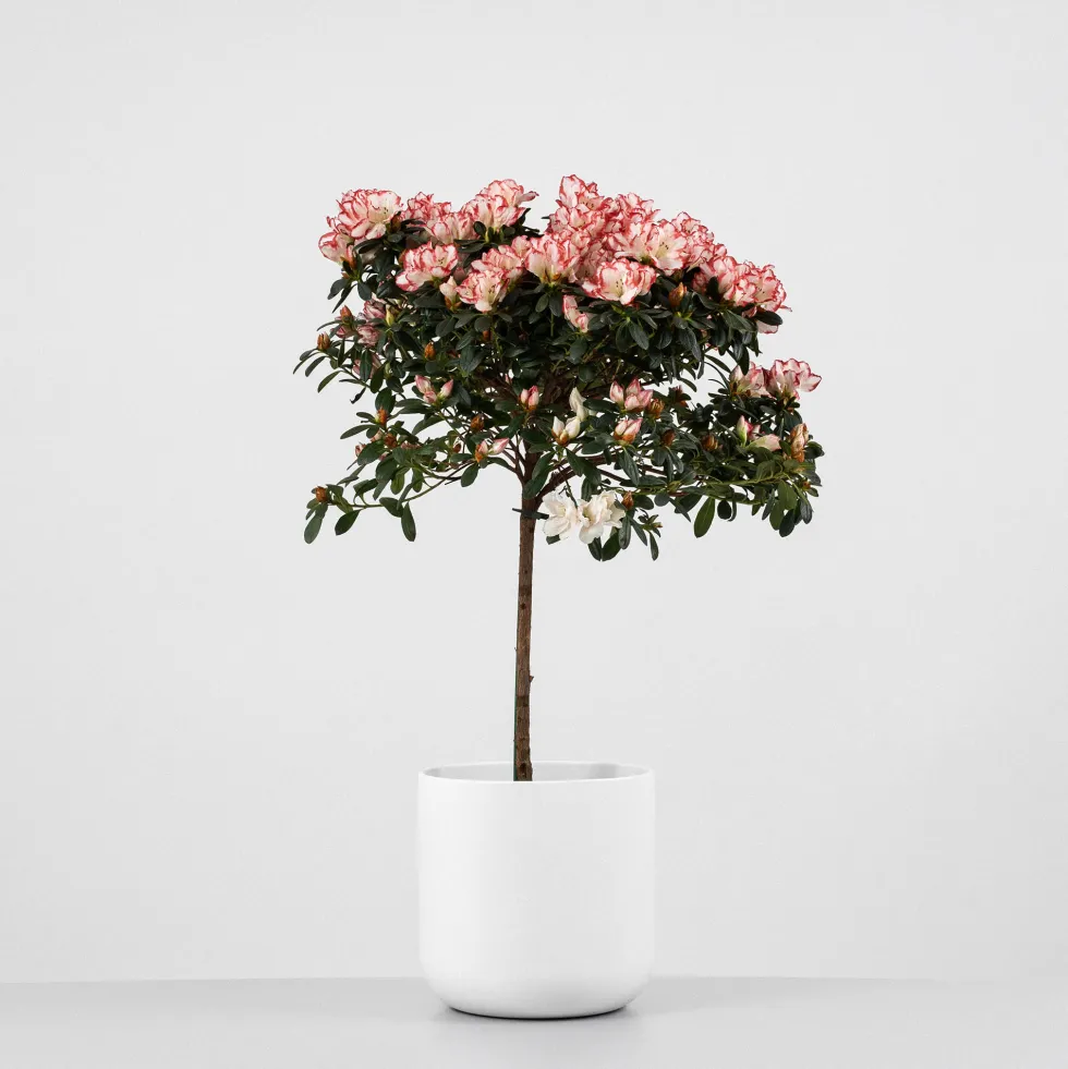 Azalea copa