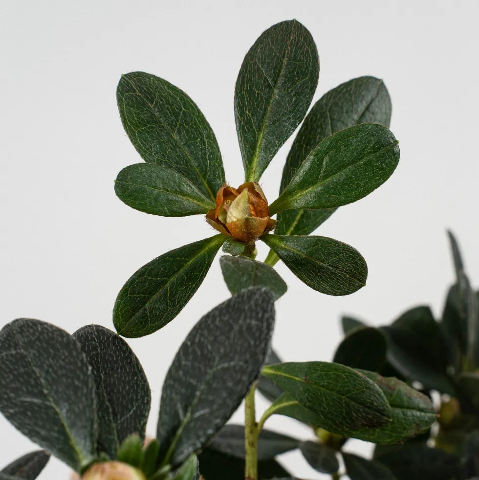 Azalea copa