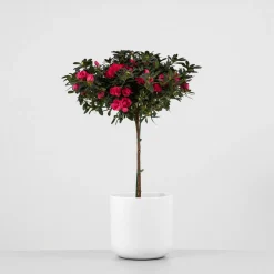 Azalea copa