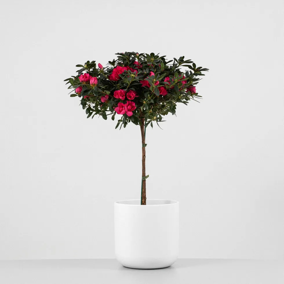 Azalea copa