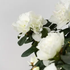 Azalea copa