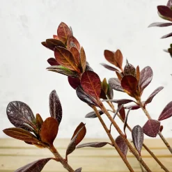 Azalea japonica