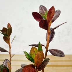 Azalea japonica