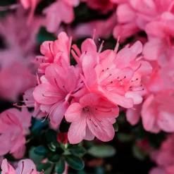 Azalea japonica