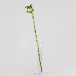 Bambú de la suerte en espiral (lucky bamboo)