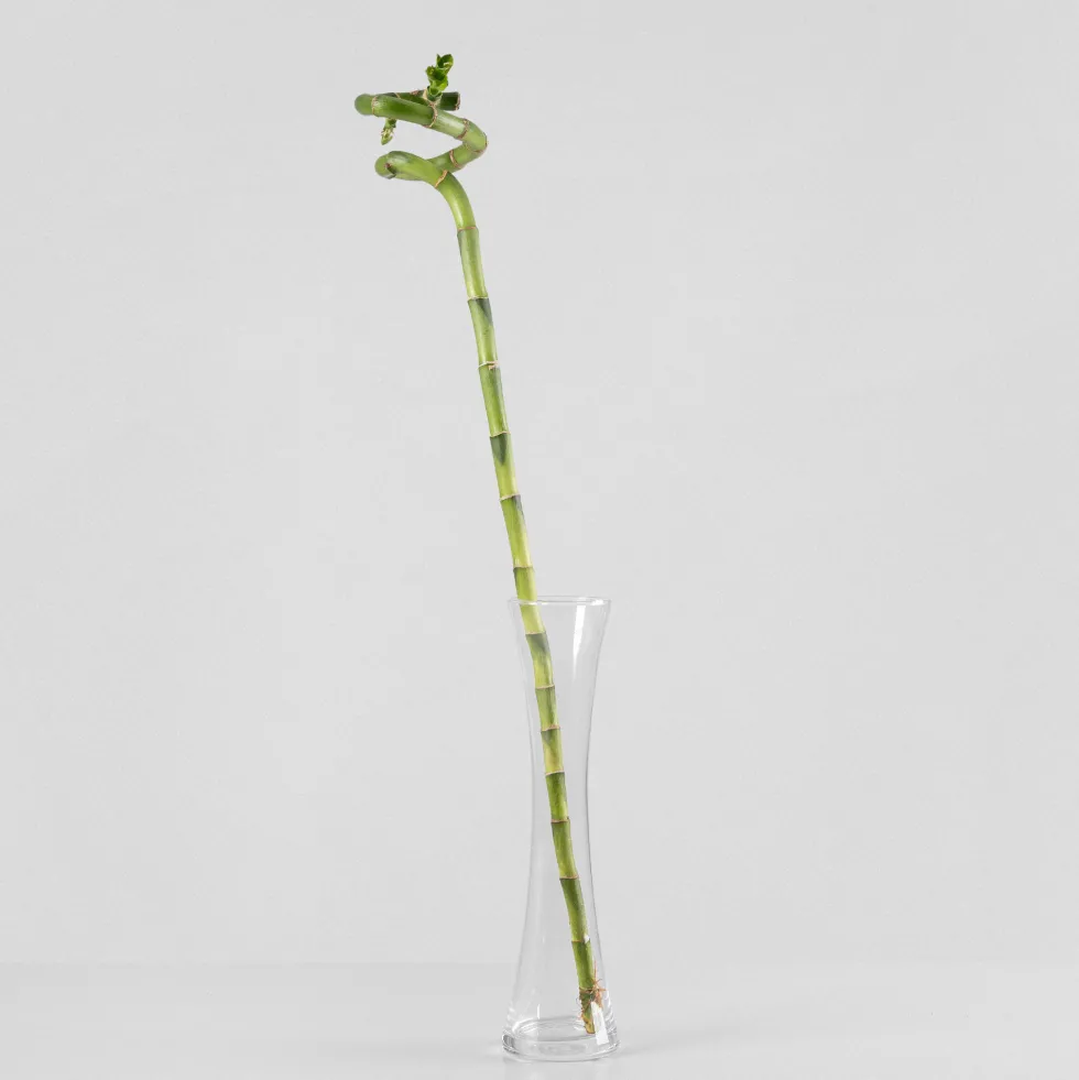 Bambú de la suerte en espiral (lucky bamboo)