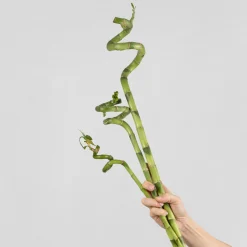 Bambú de la suerte en espiral (lucky bamboo)