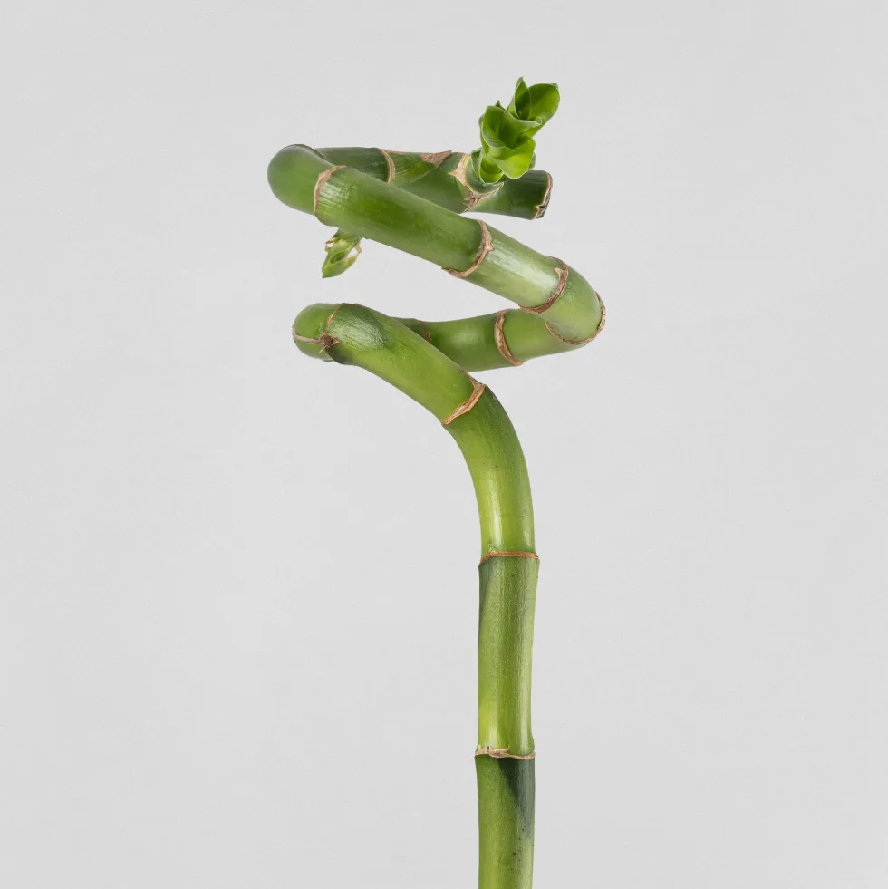 Bambú de la suerte en espiral (lucky bamboo)