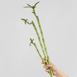 Bambú de la suerte (lucky bamboo)