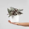 Begonia Artic Breeze®