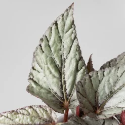 Begonia Artic Breeze®