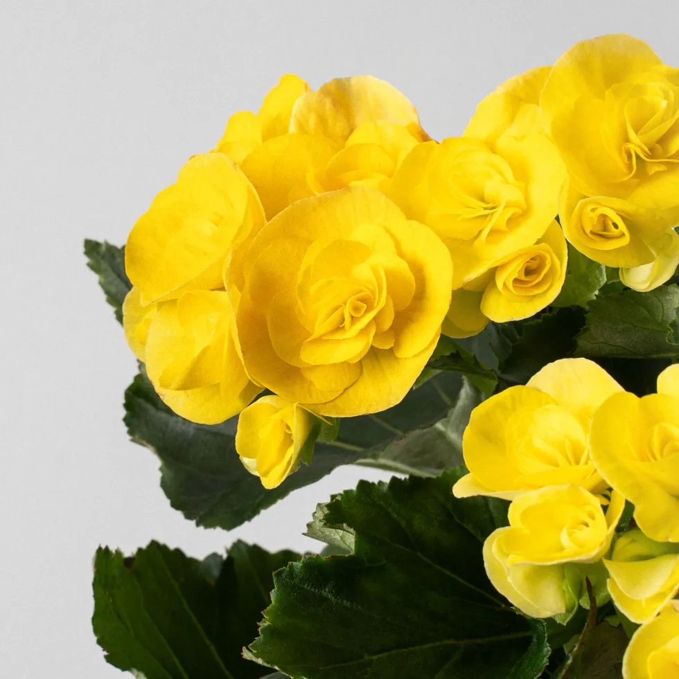 Begonia elatior amarilla 'Mystiq Yellow'
