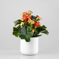 Begonia elatior naranja 'Mystiq Orange'