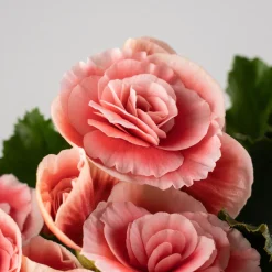 Begonia elatior salmón 'Borias'