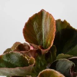 Begonia semperflorens