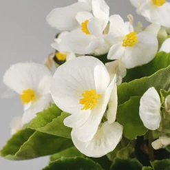 Begonia semperflorens