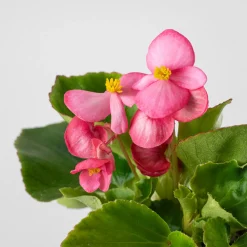 Begonia semperflorens