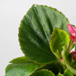 Begonia semperflorens