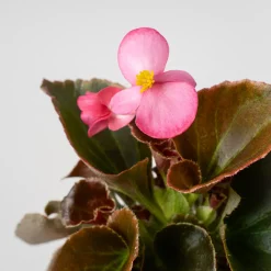 Begonia semperflorens