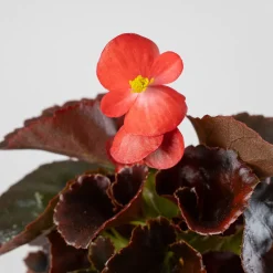 Begonia semperflorens