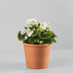 Begonia semperflorens