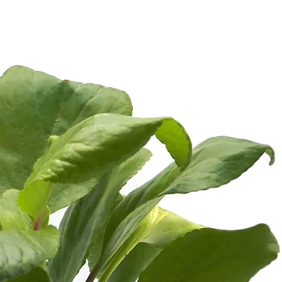 Bergenia crassifolia (Hortensia de invierno)