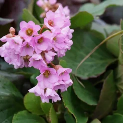Bergenia crassifolia (Hortensia de invierno)