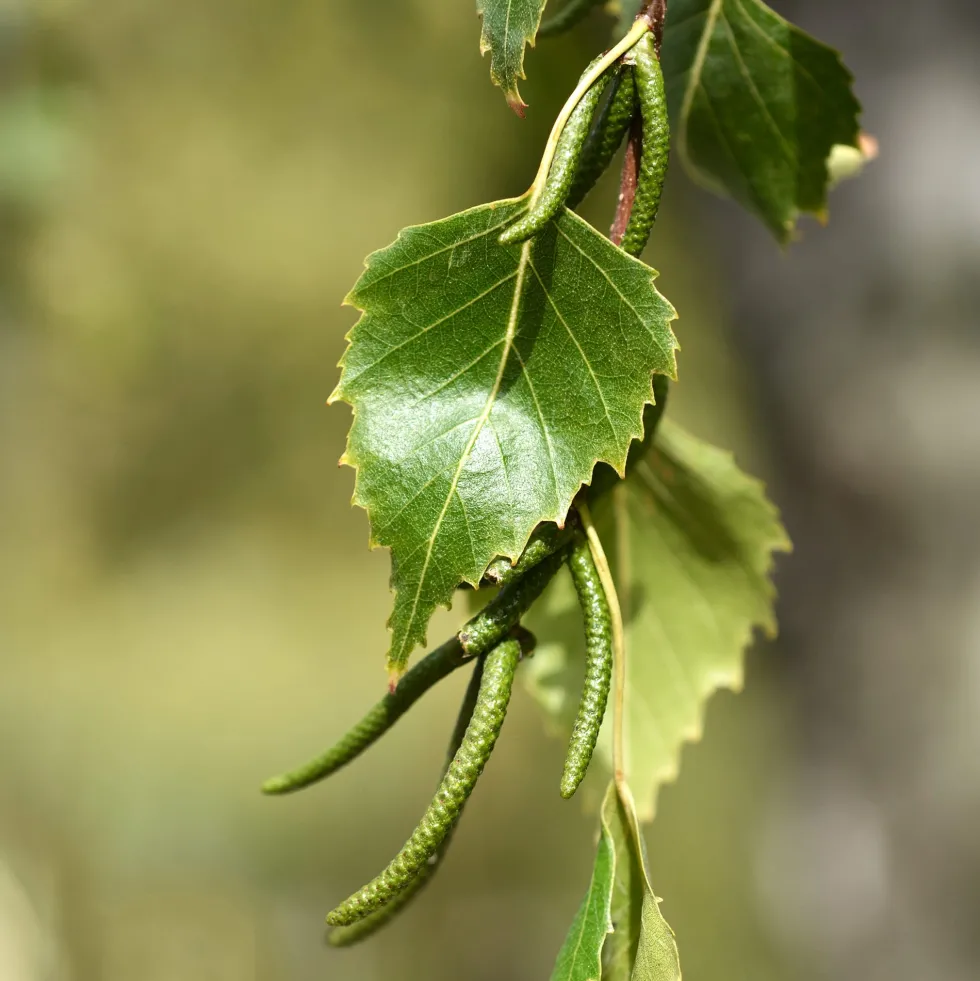 Betula pendula (Abedul común)
