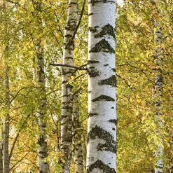 Betula pendula (Abedul común)