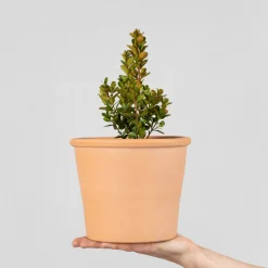 Boj arbusto (Buxus microphylla 'Faulkner')