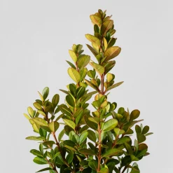Boj arbusto (Buxus microphylla 'Faulkner')