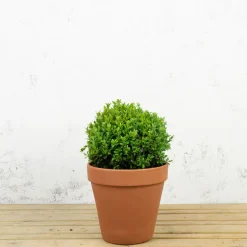 Boj común bola (Buxus sempervirens)