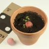 Bombas de Biodiversidad Flores Silvestres Rosas Resetea