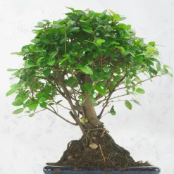 Bonsai Ciruelo dulce chino (Sageretia theezans)