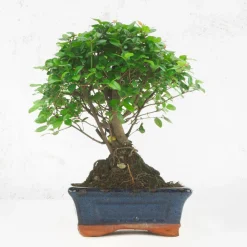 Bonsai Ciruelo dulce chino (Sageretia theezans)