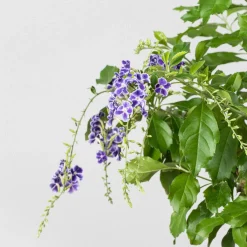 Bonsai Durantha (Duranta repens)