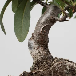 Bonsai Espino de fuego (Pyracantha)