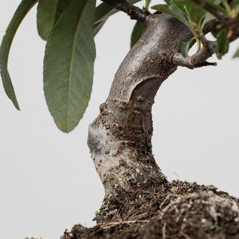 Bonsai Espino de fuego (Pyracantha)