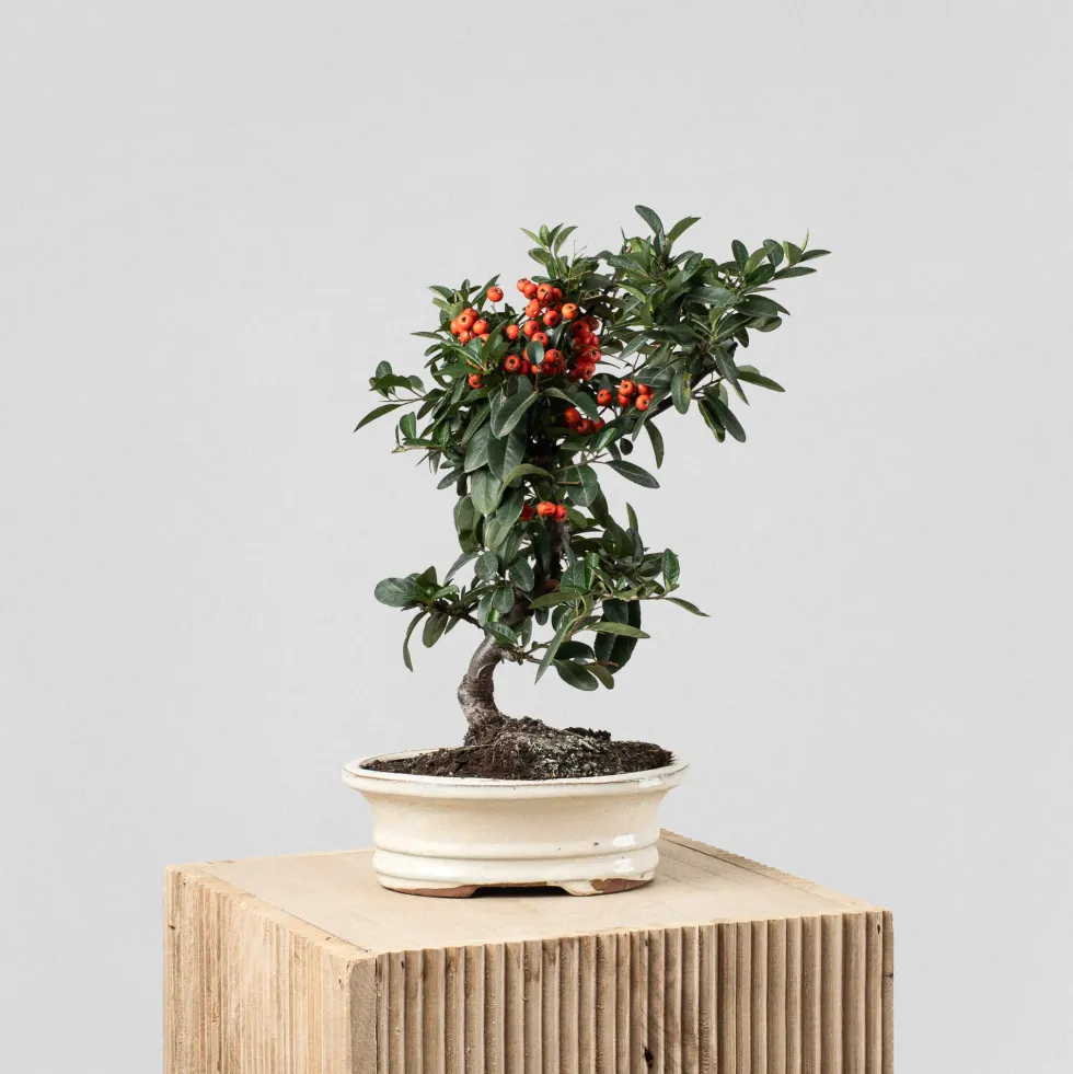 Bonsai Espino de fuego (Pyracantha)