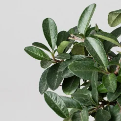 Bonsai Espino de fuego (Pyracantha)
