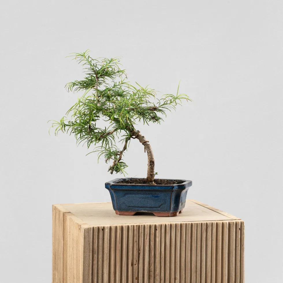 Bonsai Falso alerce (Pseudolarix)