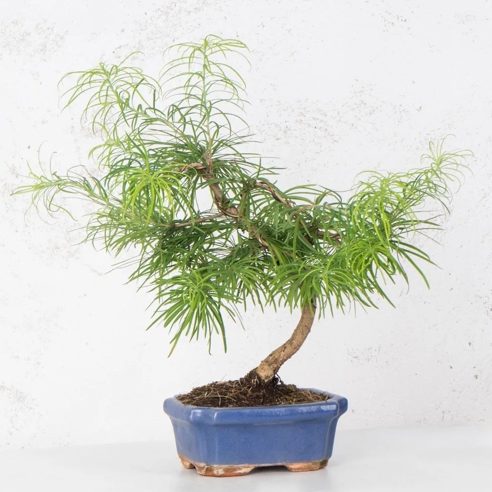 Bonsai Falso alerce (Pseudolarix)