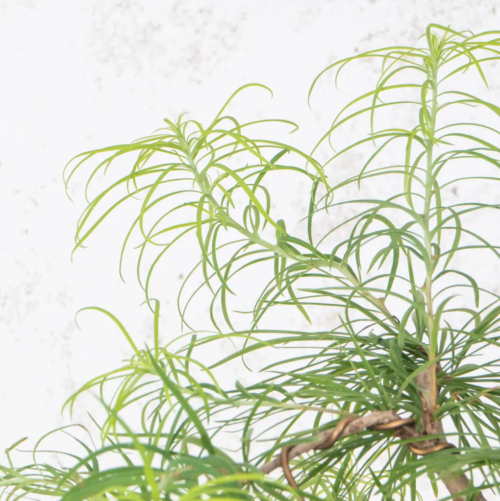 Bonsai Falso alerce (Pseudolarix)